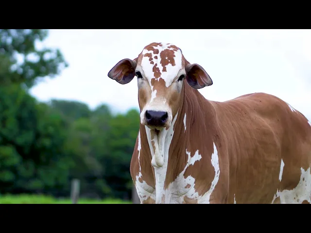 Garrote Nelore MLRC - 273