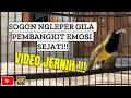Lagu SOGON NGLEPER GACOR PEMBANGKIT EMOSI!! 🔥 SUARA SUPER JERNIH BIKIN LAWAN KETAR-KETIR!! #sogon
