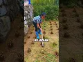 Kejadian Tak Terduga di Sawah #shorts