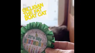 Happy 9th Birthday Gilligan the Fat Boat Cat! 🎉 #gilliganthefatboatcat #mvnoeta #gatosdelmar