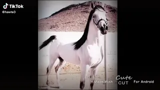 اغاني خيل  اغاني خيل