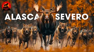 EXPLORANDO O ALASCA | A Terra do Gelo e os Gigantes que a Dominam | Documentários animais