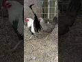Bumble foot grey Rat graves lieper trio