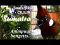 Download Lagu SUARA PIKAT BURUNG CUCAK LILIN AMPUH || CILILIN ASLI SUMATRA