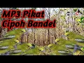 Download Lagu Cipoh Nyerecet Dahsyat❗,Suara Pikat Khusus Cipoh/Sirpu Bandel
