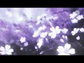 Matt Maltese [Cover by Sarah Cothran] - As The World Caves In (slowed + reverb)