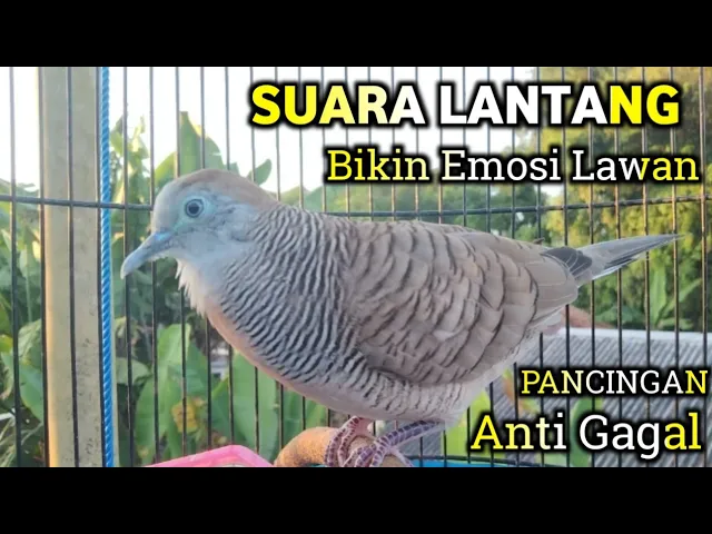 Download MP3 Perkutut Lokal Gacor Suara Besar - Mengundang Emosi Lawan Bunyi ( PANCINGAN ANTI GAGAL)