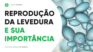 COMO OCORRE A REPRODUÇÃO DA LEVEDURA E A SUA IMPORTÂNCIA | EDSON PERRONE