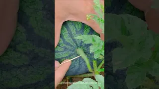 Why Do We Stick Toothpicks Into Watermelon Vines 