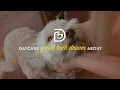 Jetty s Dogtopia Daze - Dog Daycare You ll Both Dream About