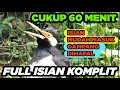 BURUNG JALAK SUREN GACOR ISIAN FULL mudah dihafal cepat masuk untuk PANCINGAN MASTERAN SEMUA JALAK