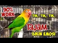 Download Lagu LOVEBIRD GACOR TIK TIK TIK NGETIK TAJAM LANJUT NGEKEK PANJANG, LABET BISU KURANG BIRAHI PASTI EMOSI