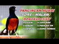 Download Lagu 🔴 LIVE 15 - Pancingan Murai Batu Malam Hari Full Isian Tembakan Kasar, Murai Macet Pasti Nyaut