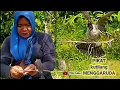 Download Lagu pikat burung kutilang suara alami #kutilang #kicau