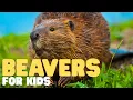 Beavers for Kids Learn all about these nocturnal engineers
