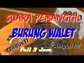 Download Lagu SUARA PANGGIL BURUNG WALET FULL 3 JAM#walet#suaraburungwalet