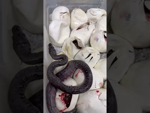 Got some crazy morphs from there’s guys 🐍 🥚