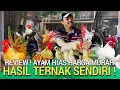 Download Lagu HEWAN JINAK ! REVIEW PETERNAK AYAM HIAS MURAH JAWA BARAT AYAM KATE KUALITAS KONTES