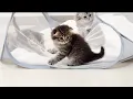 Download Lagu This kitten was so cute as he left his siblings behind and ran off to eat!