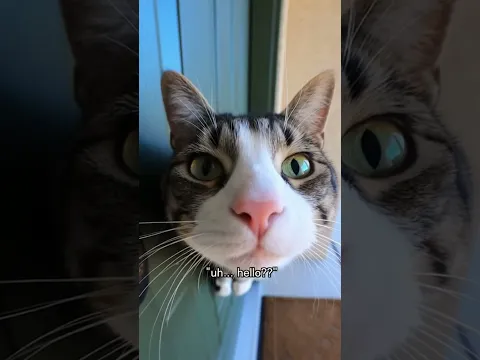 Cat rings on the door???? #facts#funny #trending #viral #cat