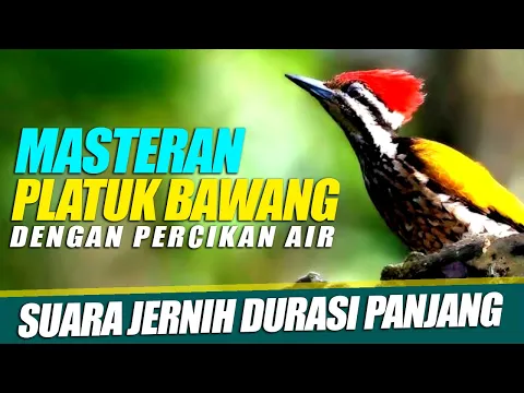 Download MP3 Masteran PLATUK BAWANG Suara Jernih dengan suara air mengalir