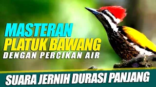 masteran platuk bawang suara jernih dengan suara air mengalir