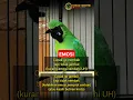 Download Lagu EMOSI cucak ijo #shorts