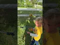 Download Lagu Little David harvesting mango in the garden