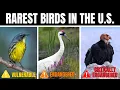 We Tracked Down the RAREST Birds in the United States