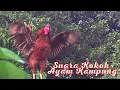 Lagu SUARA KOKOK AYAM KAMPUNG