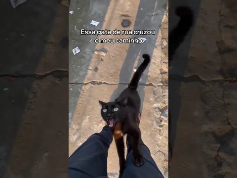 Esta Gata Salvou Os Seus Filhotes