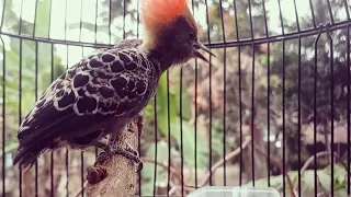 suara burung pelatuk caladi tikotok gacor siang malam 