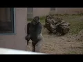 What gorilla s upright walk could tell us about evolution