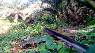 pikat tekukur di nitar timur mersing gagap 6mata