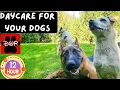 Daycare for your Dogs -12 Hours of Dog Daycare TV Forest Pack Adventures