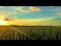 Download Lagu Story Wa Pagi Hari 30 Detik Terbaru