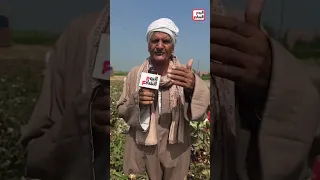 نورت يا قطن النيل رسميا انطلاق حصاد الذهب الأبيض فى غيطان الشرقية .. زراعة 37 ألف فدانا