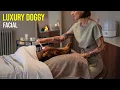 The Most Relaxing Luxury Doggy Facial Treatment Ever