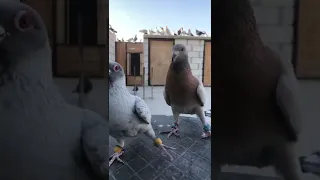 طيور الحمام الجميلة 