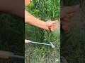 Download Lagu Did you know Fleabane is an herbal medicine plant? #plantlover #herbalmedicine #herbs