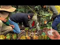 Download Lagu Diamantes e muito ouro encontrados em templo secreto na selva!