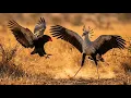 Titans of the Savannah Bateleur Eagle vs Secretary Bird