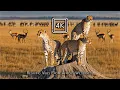 Download Lagu 4K WILD AFRICA – Serene Trails of the Untamed