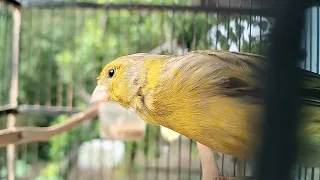 Download The Beautiful Song of the Canary Bird - The beautiful color of the Canary MP3