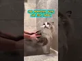 Download Lagu Cara Memandikan Kucing Agar Tidak Berontak😻🤣#shortsfeed #shorts #kucinglucu