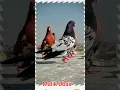 Download Lagu Kabootar ki video Pigeon birds Kabootar bazi #pigeon #shorts #short #youtubeshorts