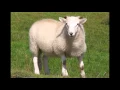 Download Lagu sheep sound effects - efek suara domba