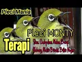 Download Lagu Terapi Pleci Monty Segala Kondisi Agar Gacor Kembali Paling Ampuh!!!