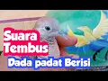Download Lagu Ada yang punya? Keistimewaan Perkutut Katuranggan Tunjung Biru Suara Paling Garang
