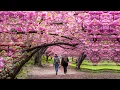 Download Lagu MOST BEAUTIFUL Cherry Blossom Trees in the World